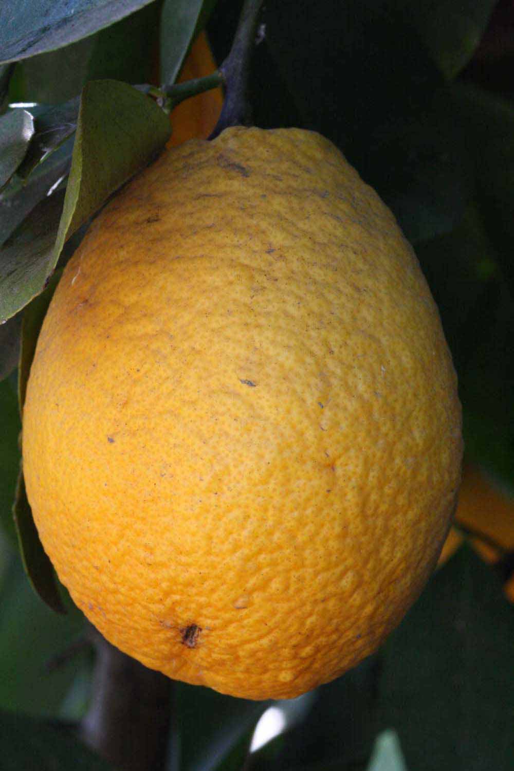            Fruit (Riverside, CA)   